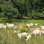 Targeted grazing begins August 20 in Fernie park