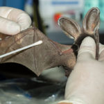Project boosting bat conservation in B.C.