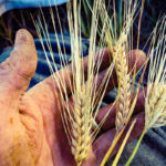Seed Saving Workshop comes to Kimberley August 30