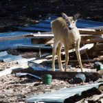 Winter urban deer cull program approved