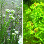 Fighting back against invasive weeds