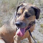 Lanzer needs help to walk without pain