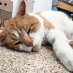 This brave little survivor needs your help
