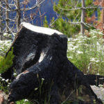 Forest woes; letter to Albas and Donaldson
