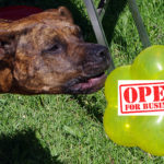 City business and dog license renewals coming