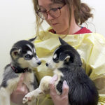 17 puppies surrendered to the BC SPCA