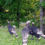 Birders count above average result