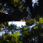 Fate of old growth timber in B.C. hanging in the balance