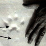 Wolverine Watch welcomes sightings and info