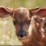 What to do when you find a fawn