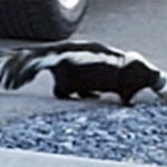 Cranbrook citizens save wayward skunk