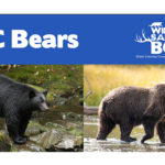 WildSafeBC hosting Zoom bear safety session May 16
