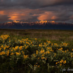Spring’s yellow carpet