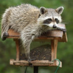 Raccoons observed in Cranbrook and Kimberley