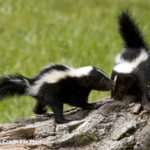 Striped skunk sightings on the rise