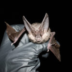 B.C. bats not to blame for COVID-19