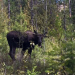 A griz and an aggressive moose reported at Fernie