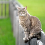 Cats are managed just like dogs says city