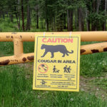 Cougar kill site reported in Kimberley Nature Park