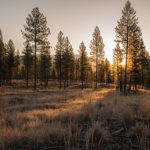 Restoration burn planned for Kootenay River Ranch