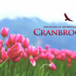 City seeks feedback on Draft Strategic Plan
