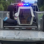 Elk calf rescued near Cranbrook