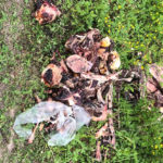 Meat scraps dumped on powerline near Sparwood