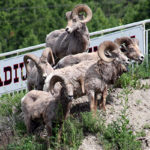 Bighorn sheep don’t do social distancing