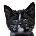 BC SPCA Lottery largest ever pot