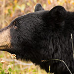 Bears accessing garbage in Fernie