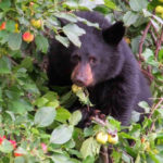Manage your fruit trees and spare bears