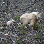 Governing council to oversee wildlife strategy rollout