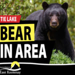 Bear sighting at Tie Lake Transfer Station