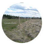 Cattle grazing as fire management