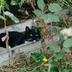 Grants help to address cat overpopulation issues