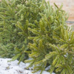 Free disposal of Christmas trees at transfer station