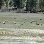 MLA Shypitka introduces wildlife management bill, again