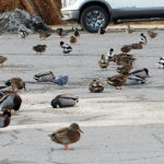 Iconic Cranbrook ducks killed in senseless act