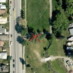 Contractor to work on Baker Park cottonwood