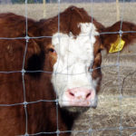 Training to support local meat supply in rural areas