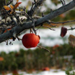 New food hub to strengthen food security in Creston