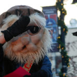 Fernie staging a modified Griz Days