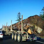 When will  the NDP start protecting old growth?