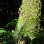 Old growth and forestry jobs in steep decline