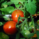 Survey seeks insights on backyard food growing trends