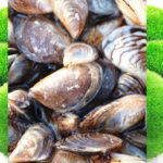 Inspect aquariums to prevent spread of invasive mussels