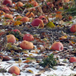 Reducing attractants cuts unwanted interaction with wildlife