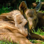 Talking About B.C.’s Wildlife April 7