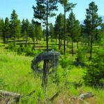 Enviro-alliance clears barbwire from Community Forest