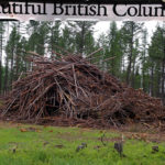 Wildfires and old growth destruction are often related